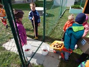 Sklízíme úrodu na zahrádce